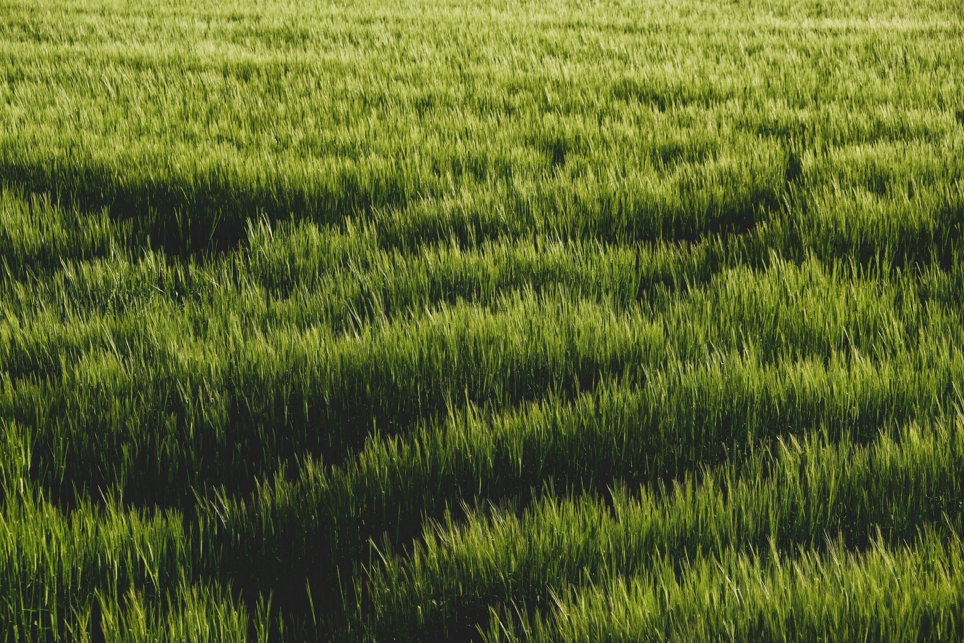 green field
